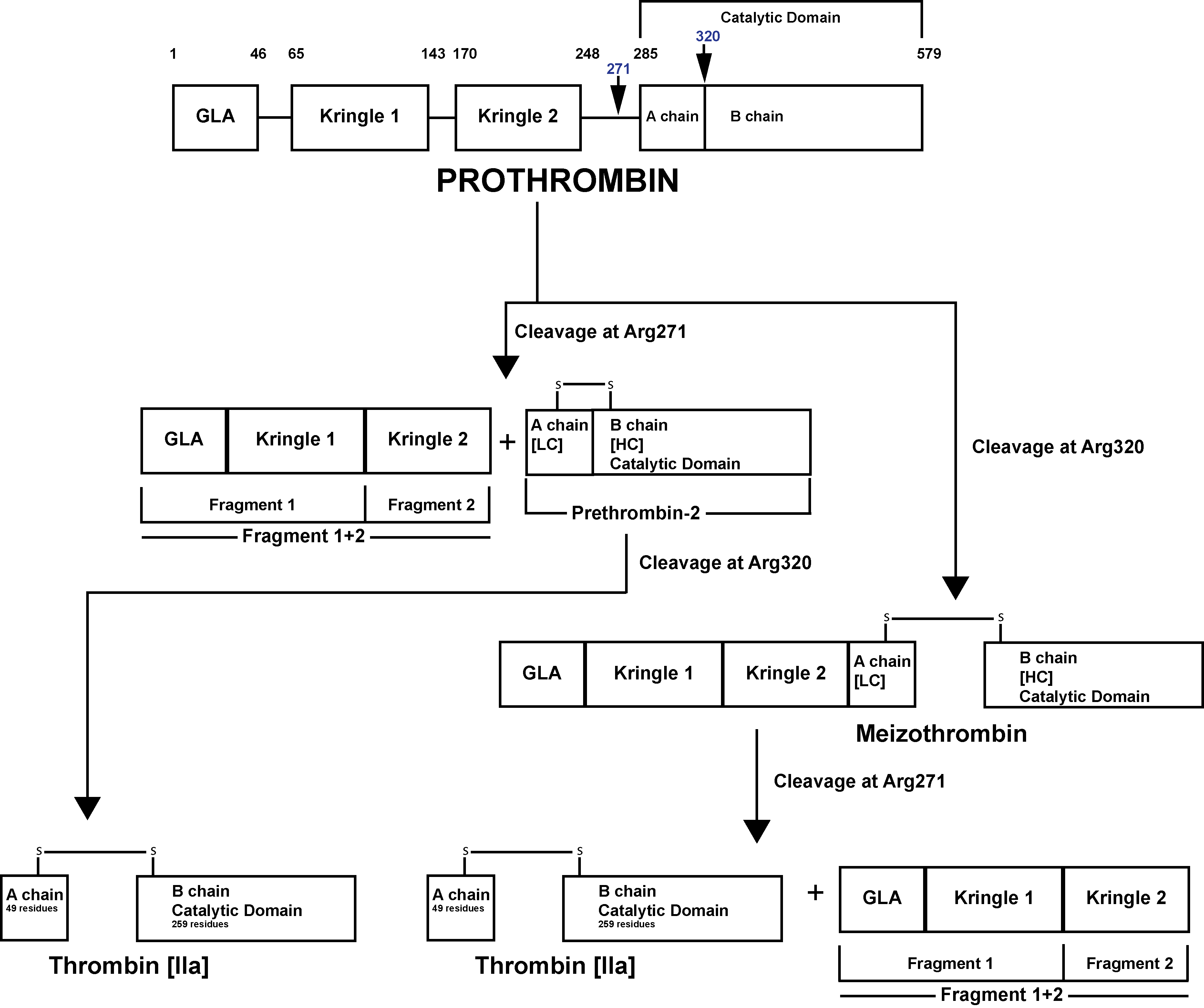 Ecarin Clotting Time [ECT]